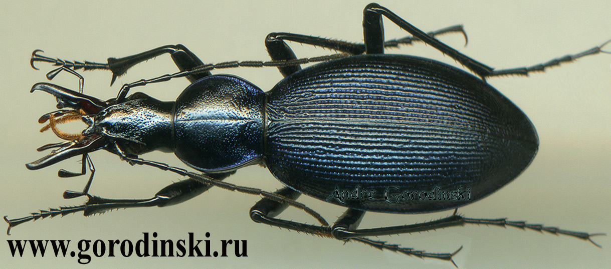 http://www.gorodinski.ru/carabus/Cephalornis potanini potanini.jpg